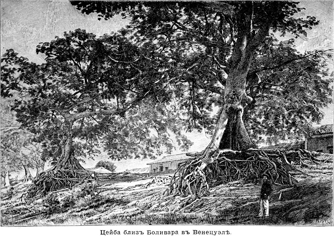 029 Цейба близ Боливара в Венецуэле